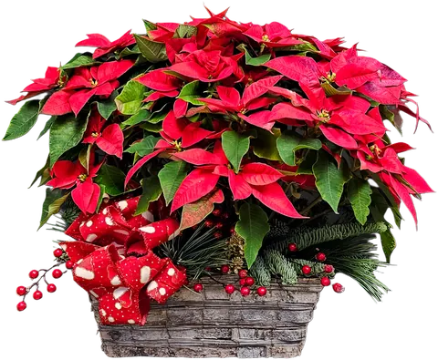 Plantas de pascuas en canasta, pieza real de Bella Flor