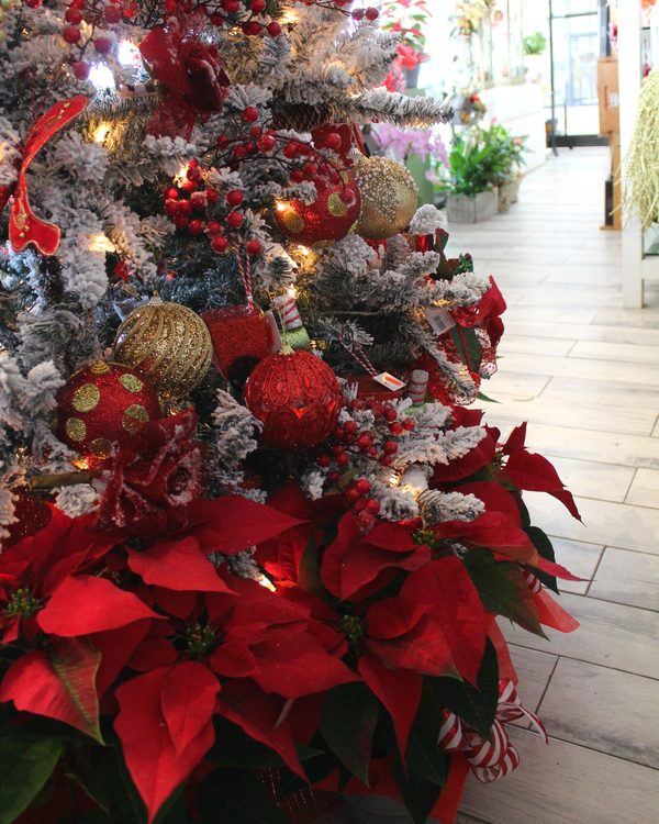 Árbol de Navidad nevado con pascuas rojas al pie, en la tienda de Bella Flor en Hato Rey